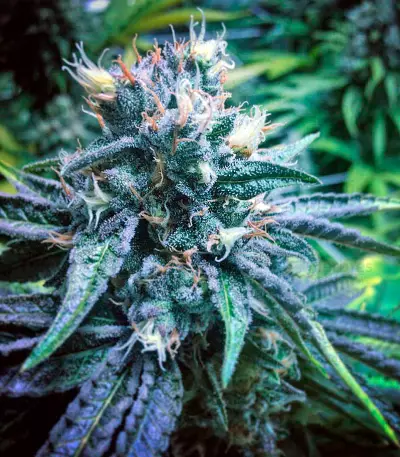 Master Kush Seeds (Nirvana Seeds)