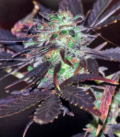 Moby Dick #2 Seeds