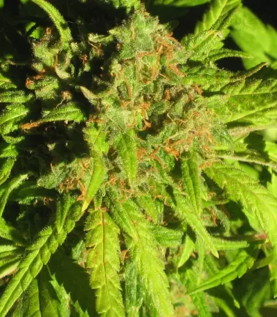 Royal Critical Automatic feminized seeds