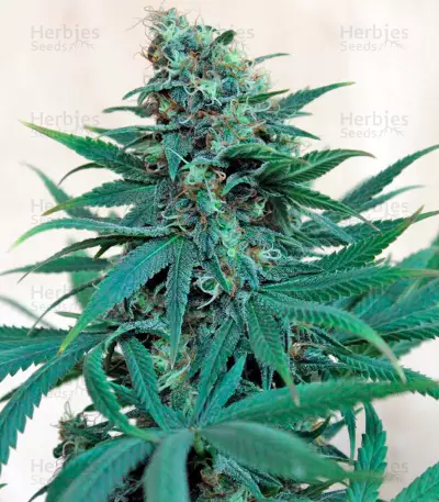 Royale Haze (Dinafem Seeds)