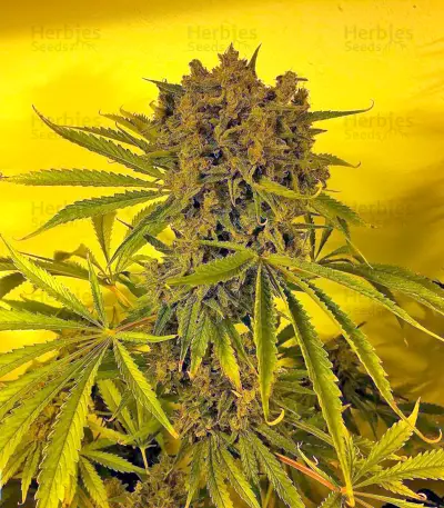 Satori Seeds