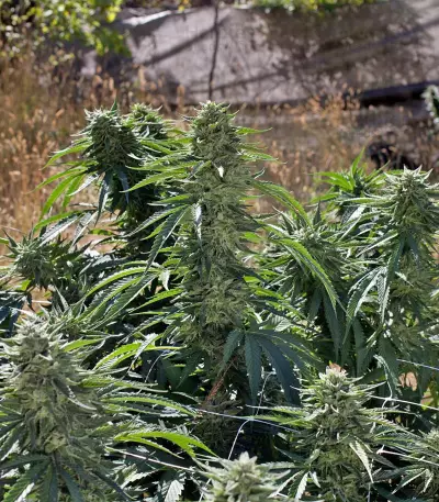 Sour Diesel #2 feminized seeds