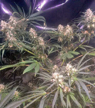 Swiss Cheese (Nirvana Seeds)