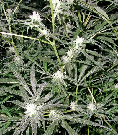 Trainwreck Seeds (Humboldt Seeds Organization) - Cannabis Strain Seeds for Sale