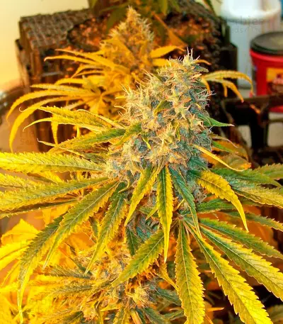 Yumbolt 47 feminized seeds