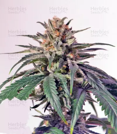 CBD Critical Cure Seeds