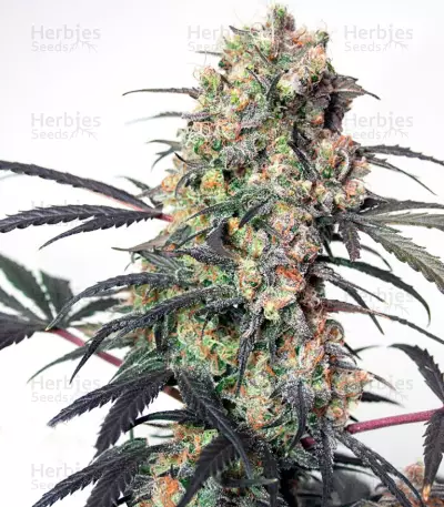 Graines de cannabis Passion Fruit (Dutch Passion)