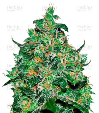Graines de cannabis Critical Jack Herer Auto (Delicious Seeds)