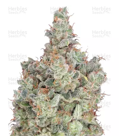 Buy Total Paralysis feminized seeds