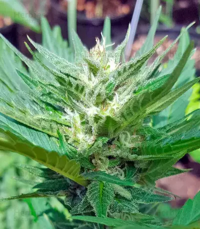 Colombian Gold feminizada (World of Seeds)