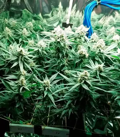 Fruit Punch (Heavyweight Seeds)