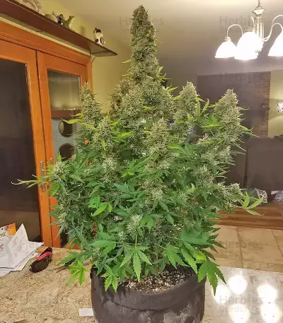 GG#4 Original Glue Auto Seeds