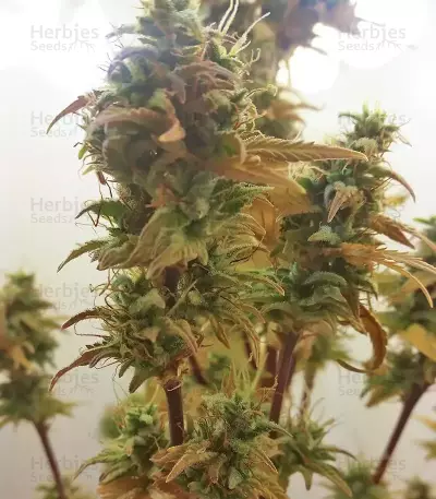 Girl Scout Cookies Auto (Cookies Auto) (Fast Buds)