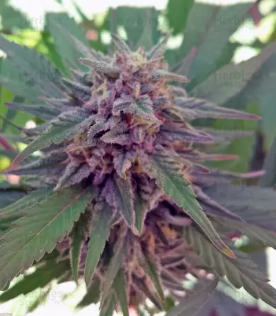 Sweet Cheese F1 Fast Version (Sweet Seeds)