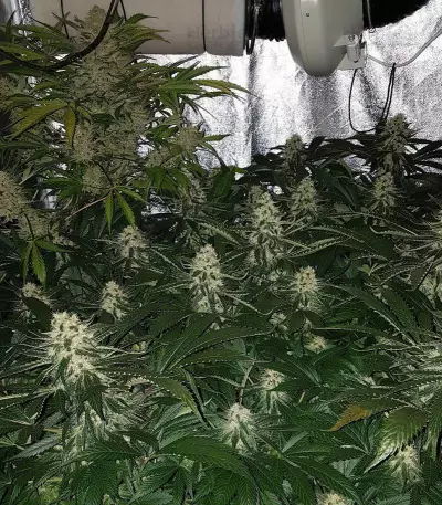 Amnesia Seeds (Vision Seeds)