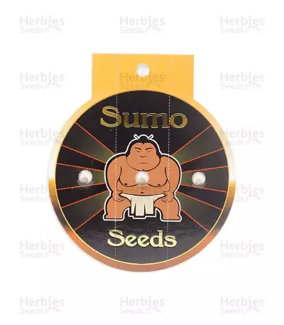 Maya Gold Seeds