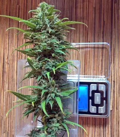 Kickass Auto feminized seeds