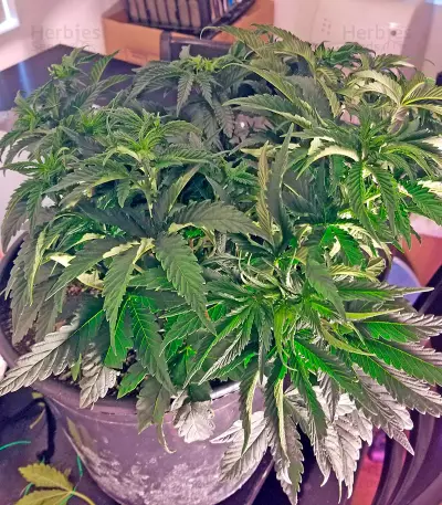 Blackberry feminized seeds