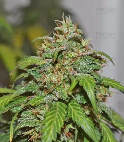 Californian Snow Auto