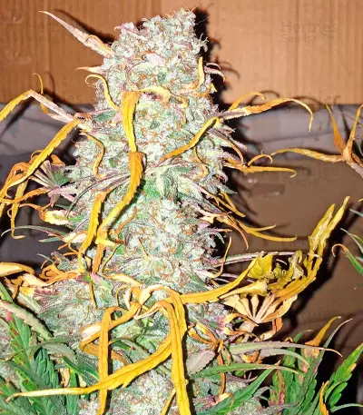 Critical Jack Autoflowering Seeds