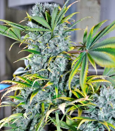 Graines de cannabis Damnesia (Strain Hunters)
