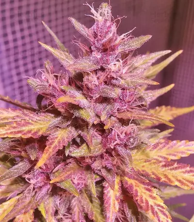 Fastberry Auto (Fast Buds)
