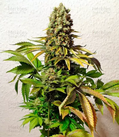 Ganesh regular (Mandala Seeds)