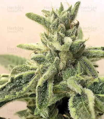 Lemon Garlic OG feminized seeds