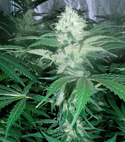 OG Kush regular (Humboldt Seeds Organization)