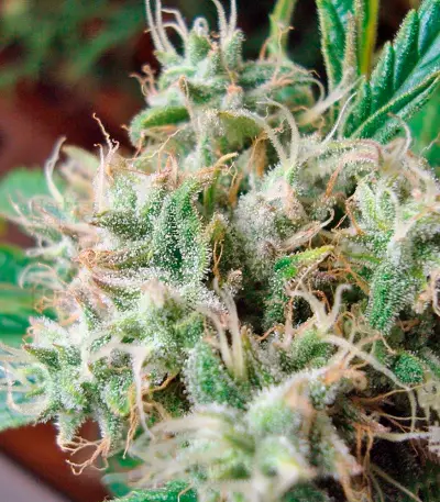 Graines de cannabis Original Berry (Kannabia Seeds)