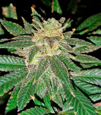 Pakistan Valley (World of Seeds) Cannabis-Samen