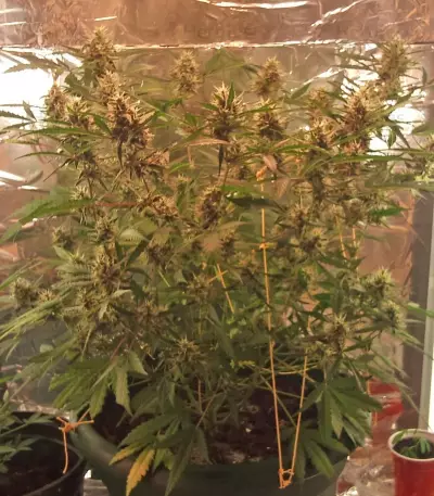 Royal Dwarf Auto Seeds from RQS