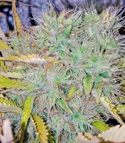 Silver Haze Seeds (Vision Seeds)