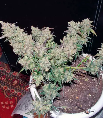 S.A.D. Sweet Afgani Delicious Auto Seeds