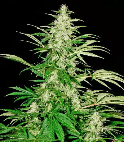 Semillas White Russian feminizadas (Serious Seeds)