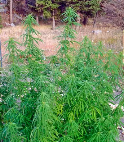 Graines de cannabis Wonder Woman (Nirvana Seeds)