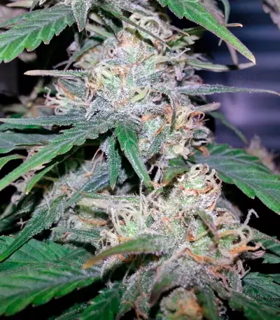 Fast Bud #2 Auto feminized seeds