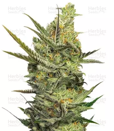 Graines de cannabis Gipsy Haze (Eva Seeds)