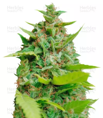 Graines de cannabis Kiss Dragon (Samsara Seeds)