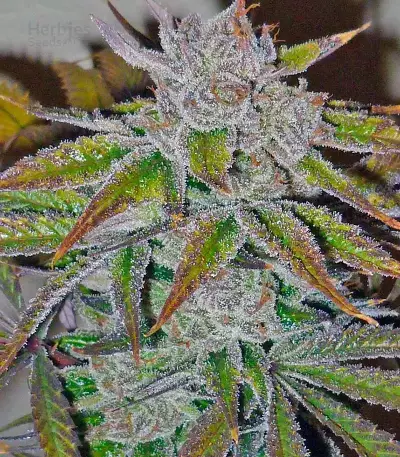 Acapulco Gold Seeds