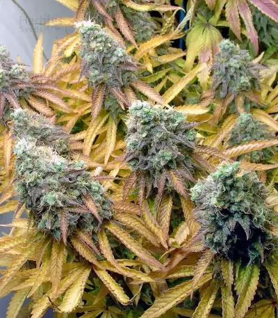 Tutankhamon (King Tut) feminized seeds