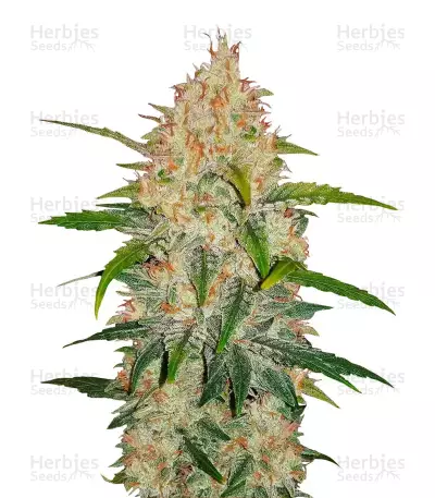 Z Auto feminized seeds (Fast Buds)