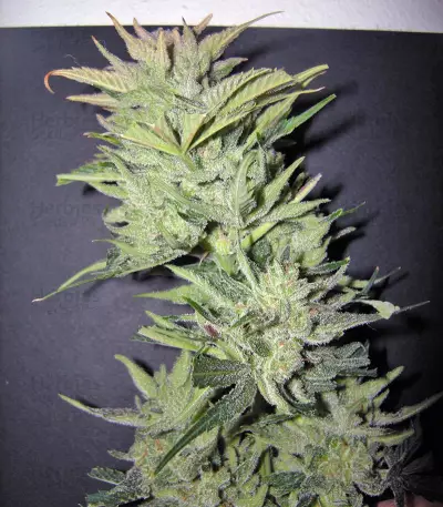 Sweet Special Auto feminized seeds