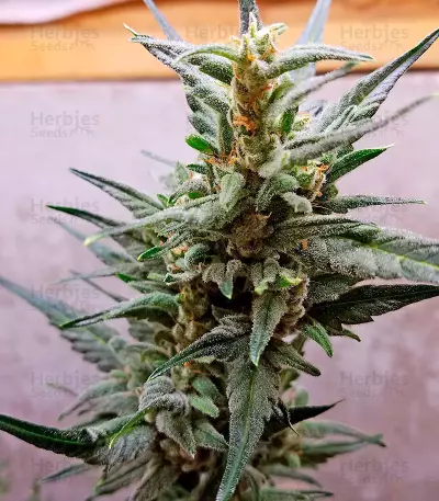 Graines de cannabis Auto Chocolate Skunk (00 Seeds)