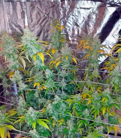 Semi femminizzati Blue Kush