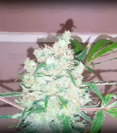 Bulk Smash Auto feminized seeds