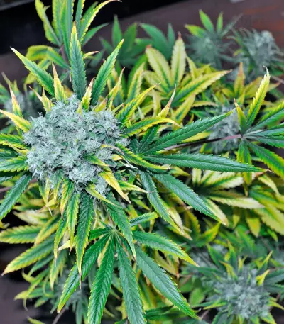 Graines de cannabis Damnesia (Strain Hunters)