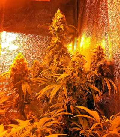 Graines de cannabis Hashberry regular (Mandala Seeds)