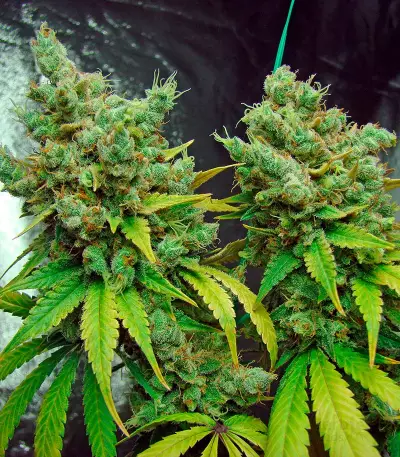 Lemon Garlic OG feminized seeds