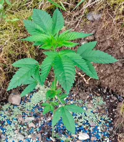Lemon Thai Kush Seeds